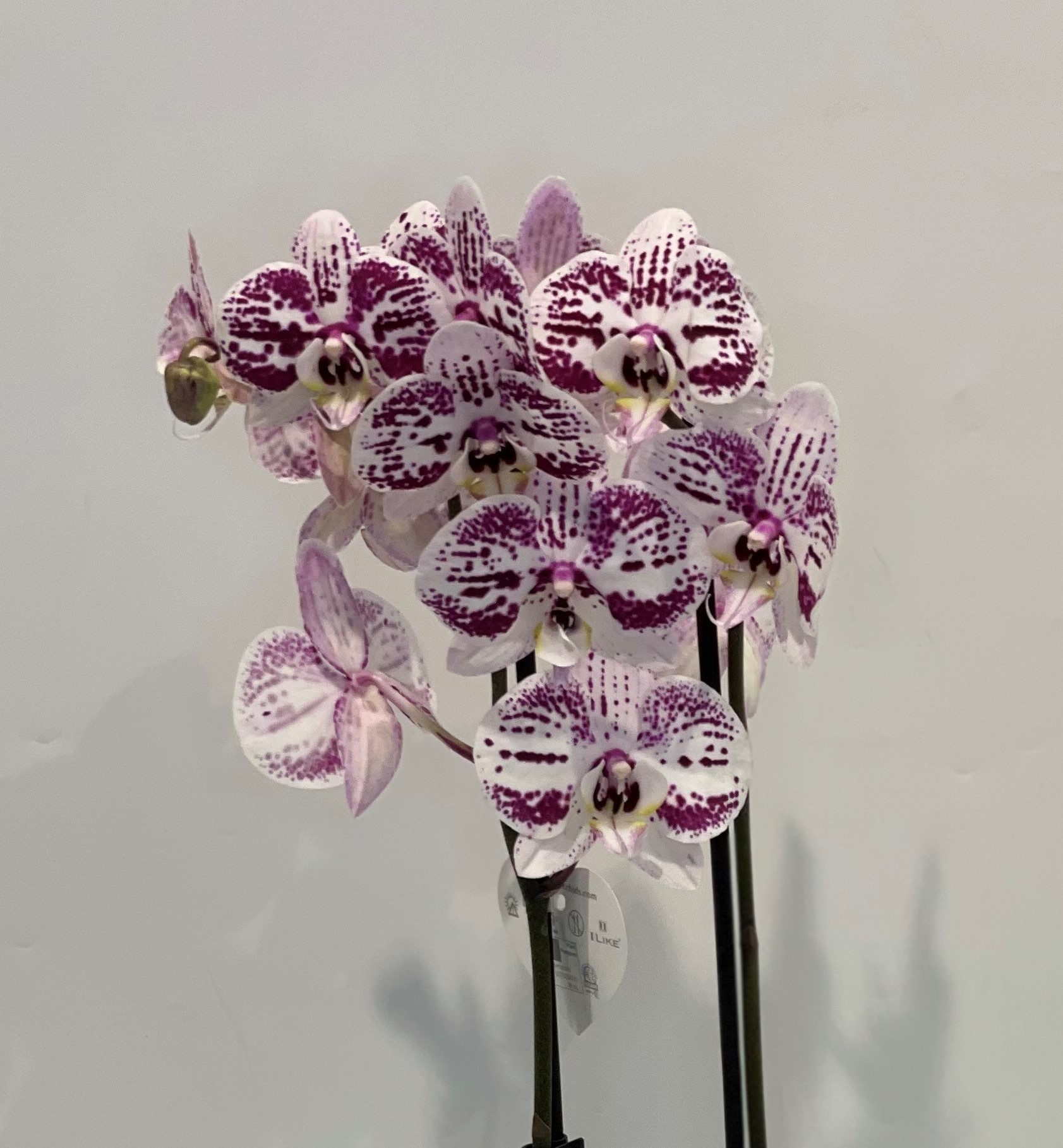 Orquídea phalaenopsis branca e roxa - Kefro - Encomende na nossa loja online