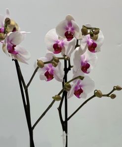 Orquídeas Kefro