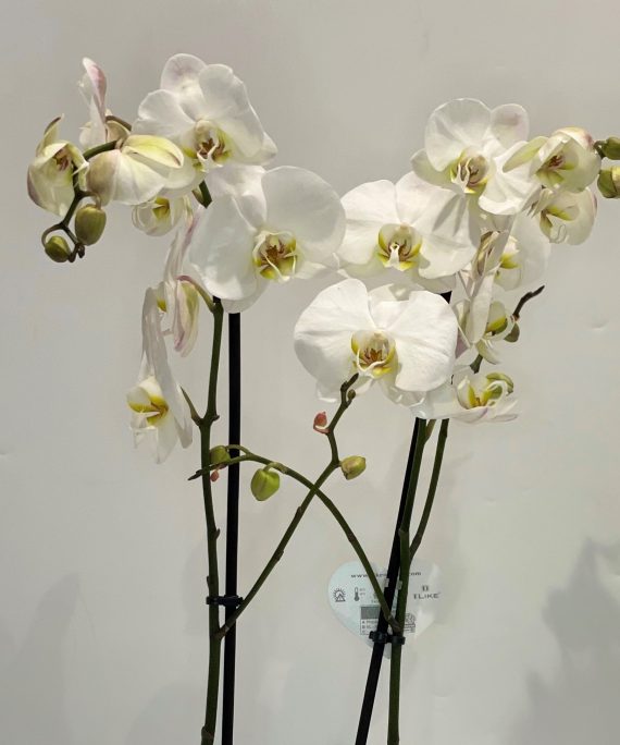 Orquídea phalaenopsis branca - Kefro - Encomende na nossa loja online