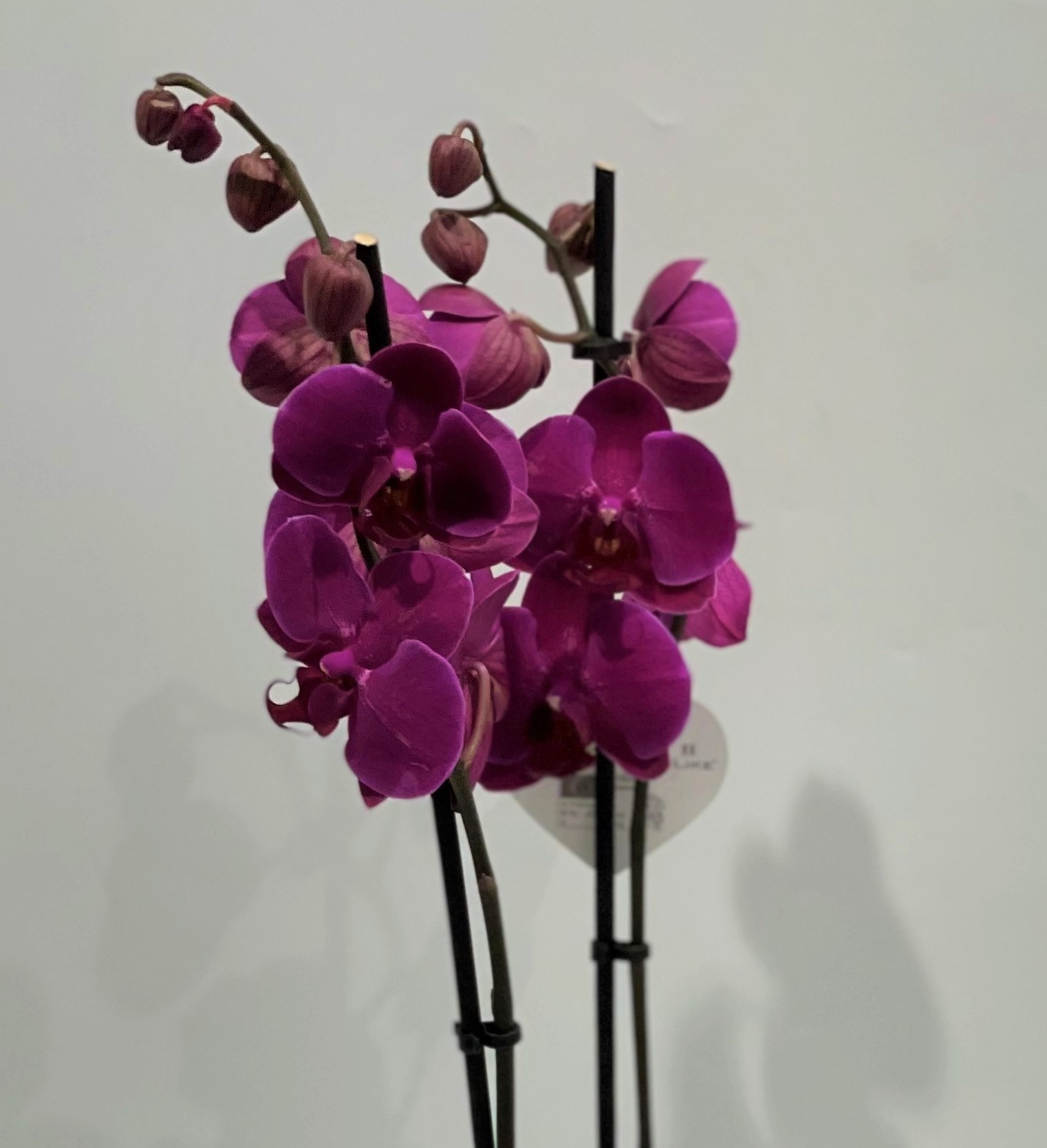 Orquídea phalaenopsis roxa - Kefro - Encomende na nossa loja online